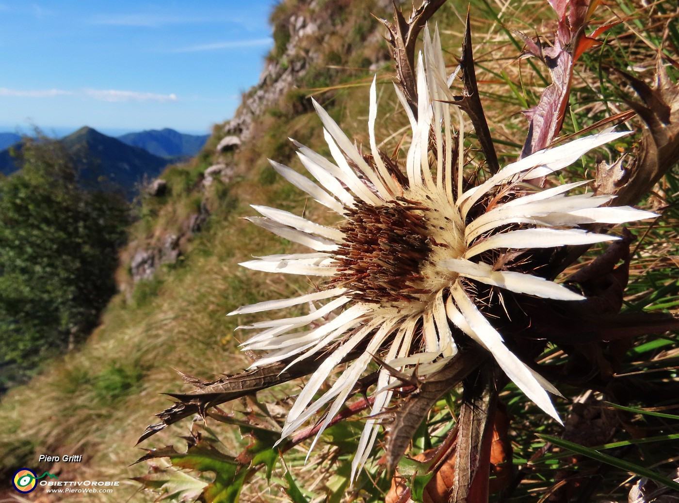 37 Carlina acaulis (Carlina bianca).JPG